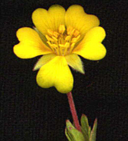 Plant in cultivation from Monterey County © 1997 Tony Morosco.  